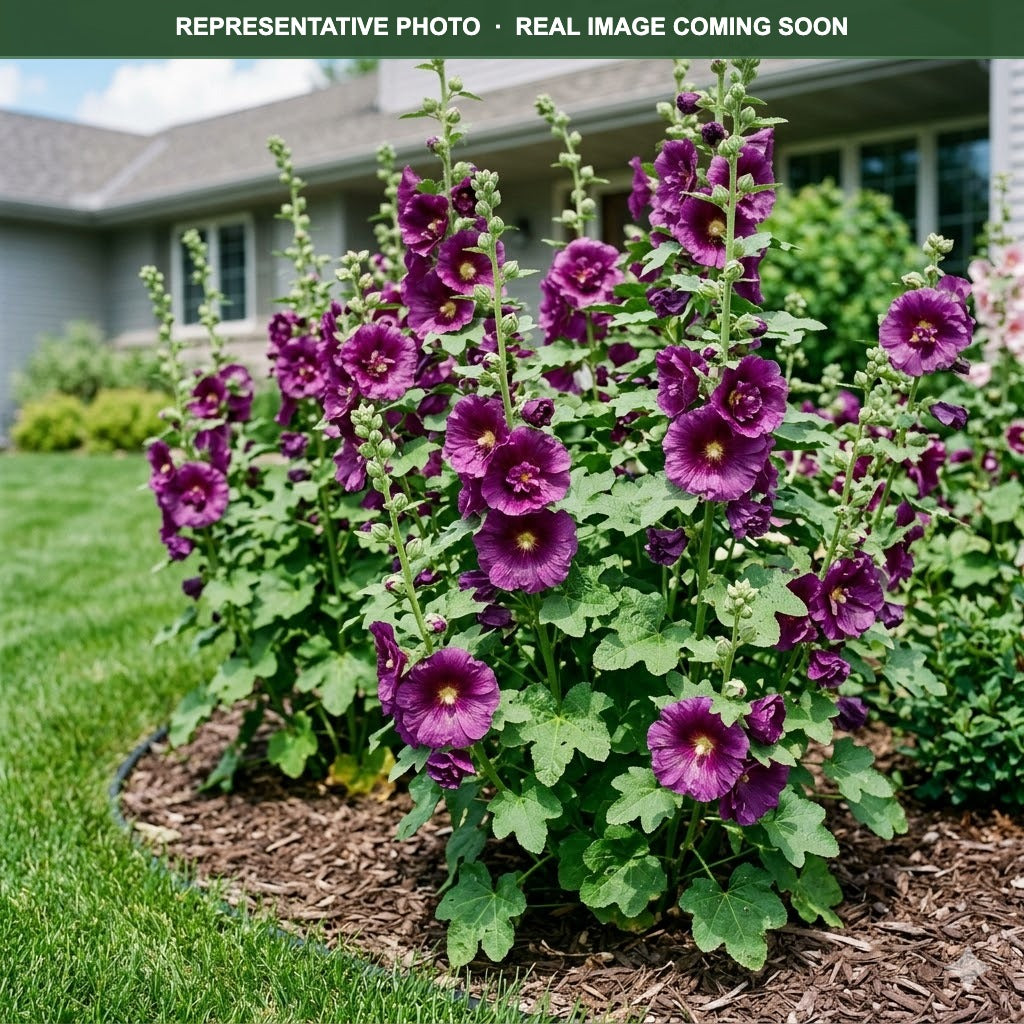 Spring Celebrities Purple Hollyhock (Alcea rosea) — Eden Prairie, MN