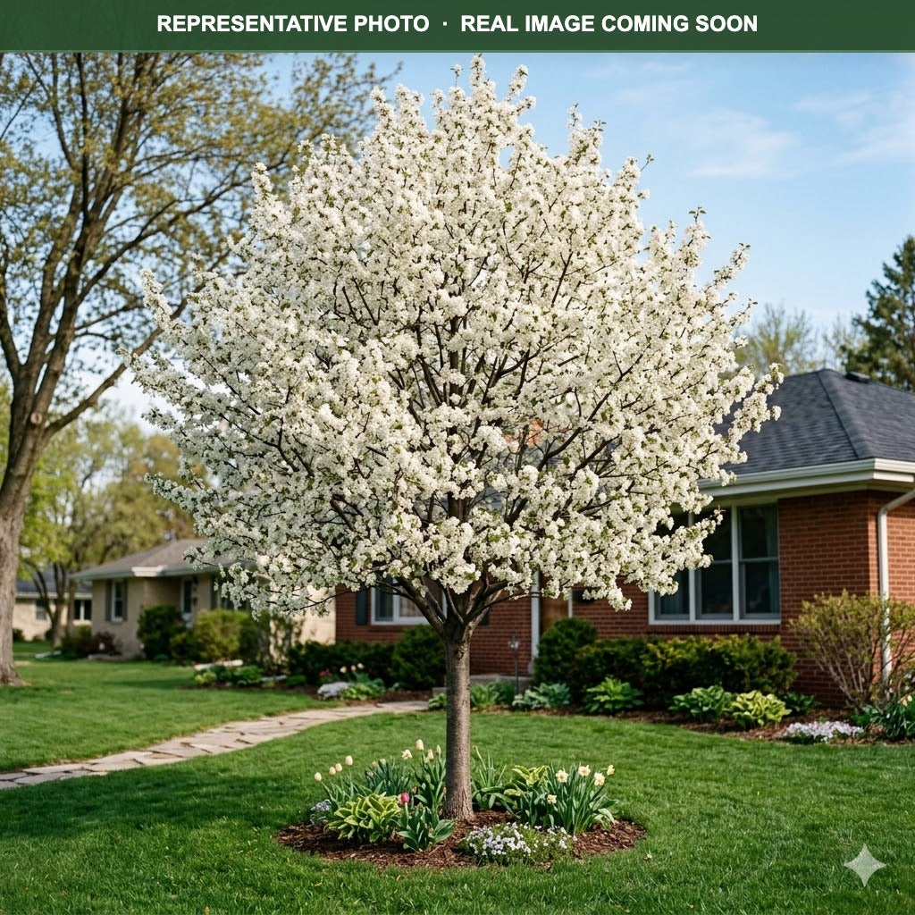 Spring Flurry Serviceberry (Amelanchier) — Wayzata, MN