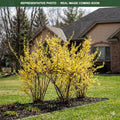 Spring Glory Forsythia (Forsythia) — Minnetonka, MN
