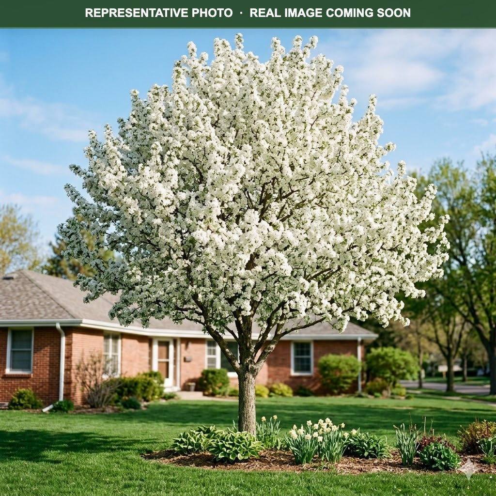 Spring Snow Crabapple (Malus) — Chanhassen, MN