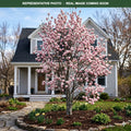 Spring Welcome Magnolia (Magnolia) — Minneapolis, MN