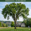 St. Croix Elm (Ulmus americana) — St. Paul, MN