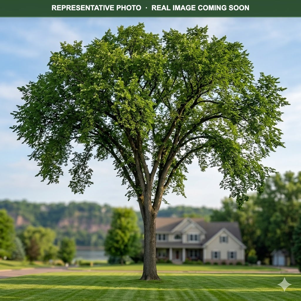 St. Croix Elm (Ulmus americana) — St. Paul, MN