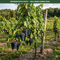 St. Croix Grape (Vitis) — Edina, MN