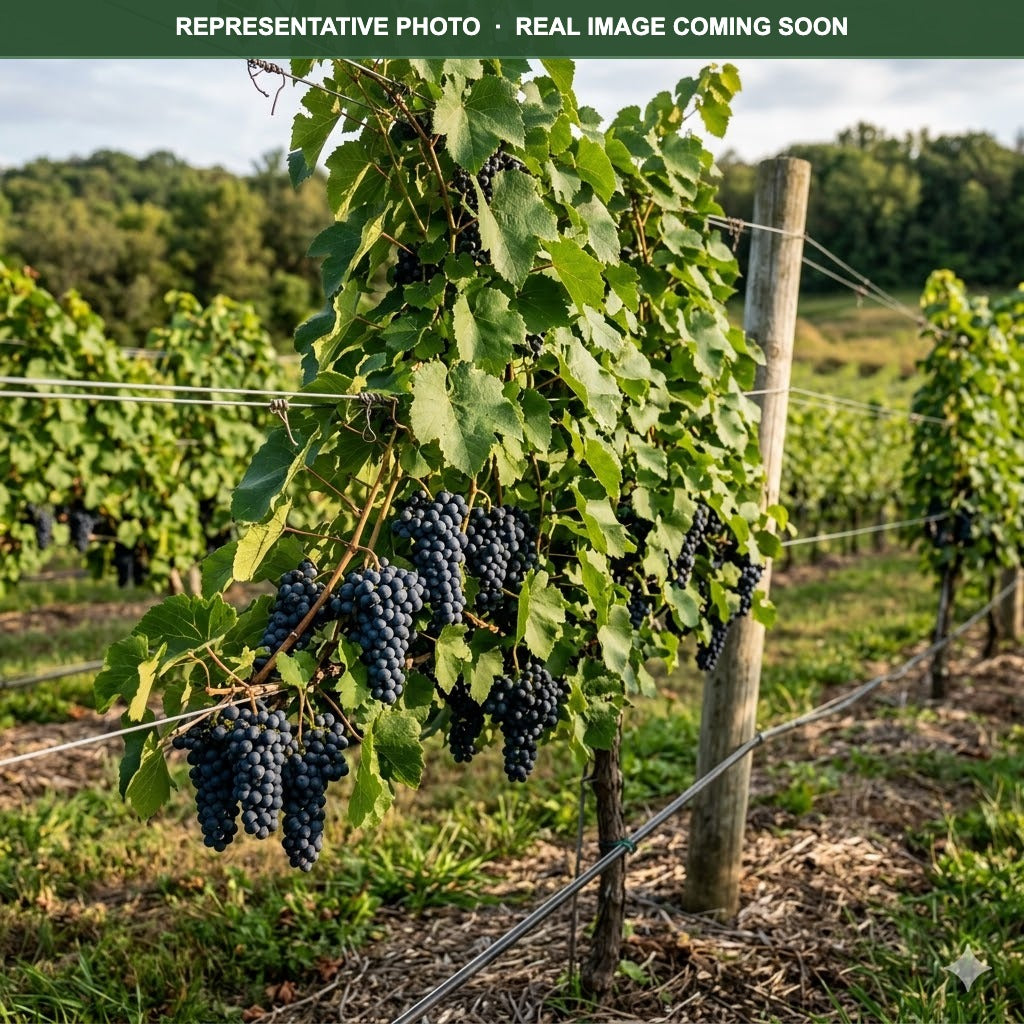 St. Croix Grape (Vitis) — Edina, MN