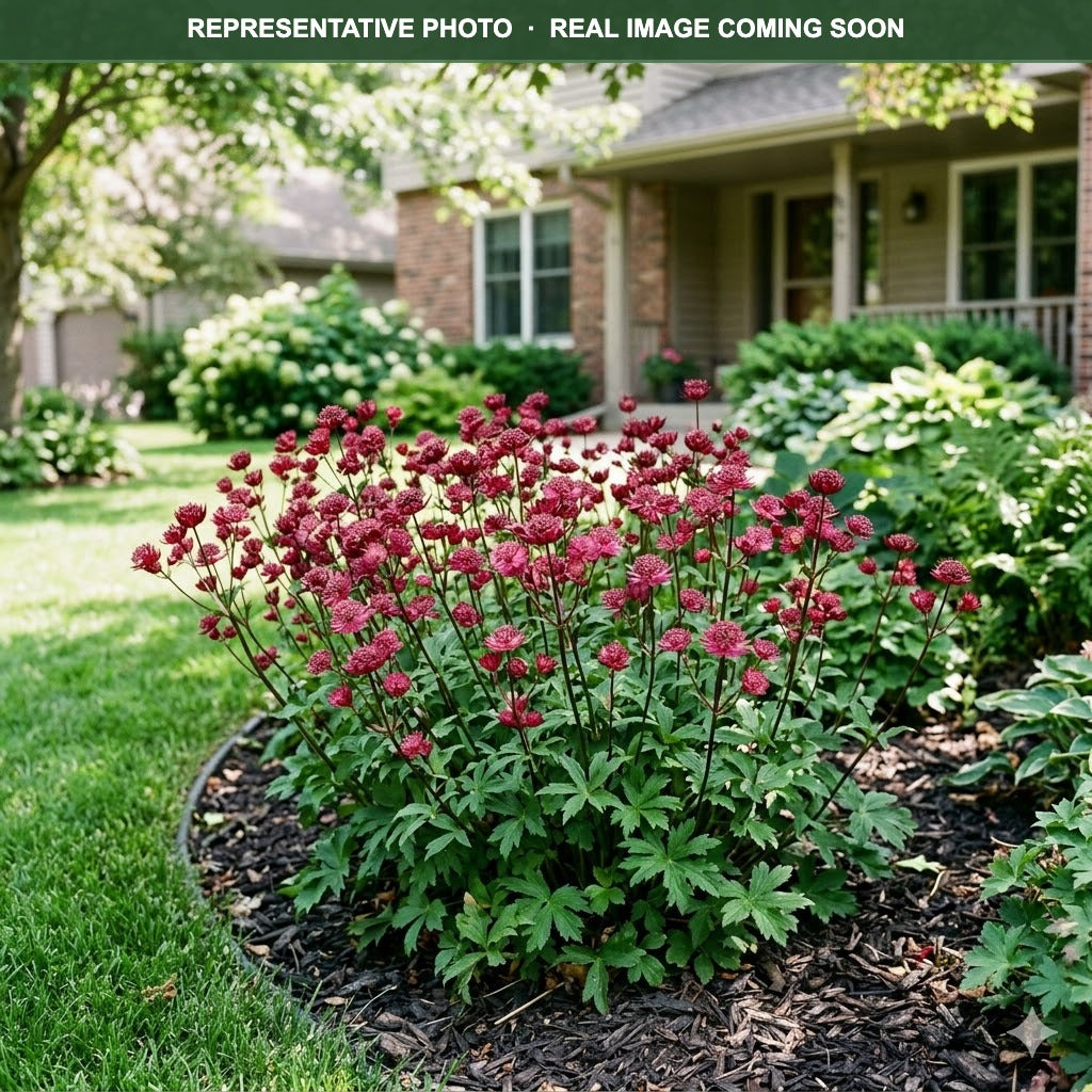 Star of Beauty Masterwort (Astrantia) — Plymouth, MN