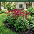 Star of Fire Masterwort (Astrantia) — Maple Grove, MN