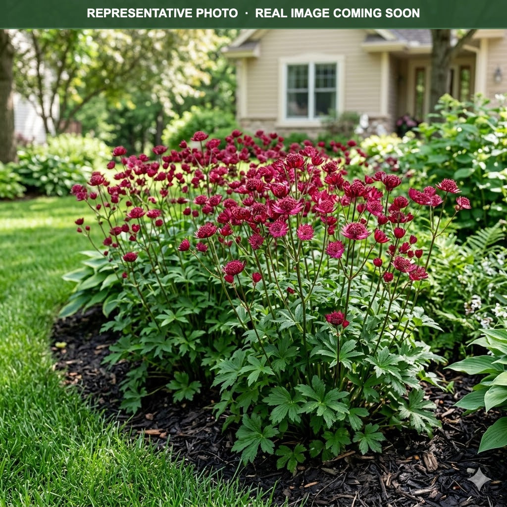 Star of Fire Masterwort (Astrantia) — Maple Grove, MN