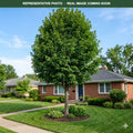 State Street Miyabe Maple (Acer miyabei) — Edina, MN