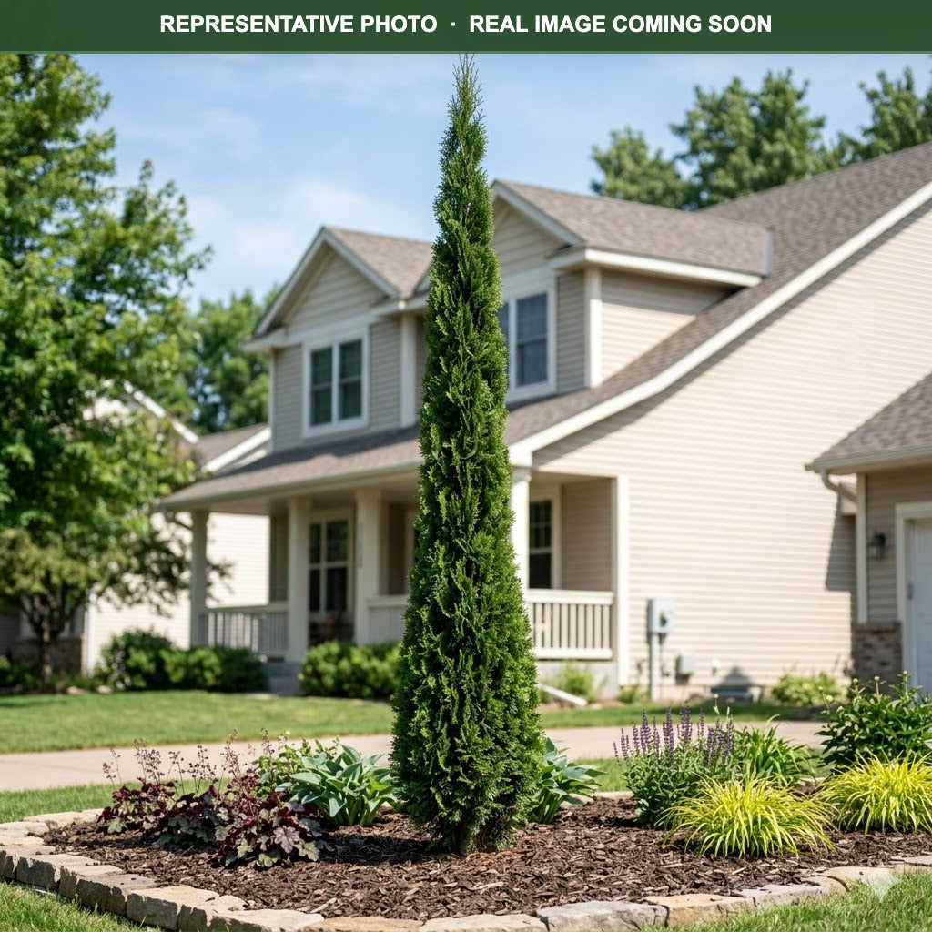 Sting Arborvitae (Thuja occidentalis) — Minnetonka, MN
