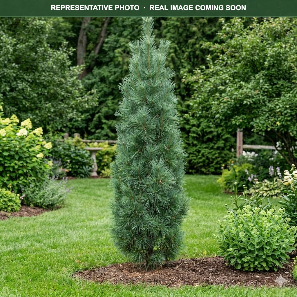 Stowe Pillar White Pine (Pinus strobus) — Woodbury, MN