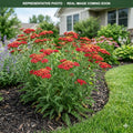 Strawberry Seduction Yarrow (Achillea) — Minneapolis, MN