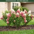 Strawberry Sundae Hydrangea (Hydrangea paniculata) — Woodbury, MN
