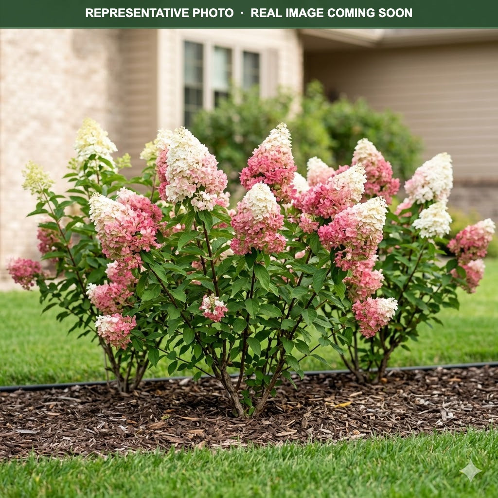 Strawberry Sundae Hydrangea (Hydrangea paniculata) — Woodbury, MN