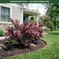 Stunner Weigela (Weigela florida) — Eden Prairie, MN