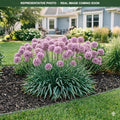 Summer Beauty Allium (Allium) — St. Paul, MN