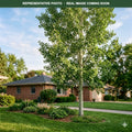 Summer Shimmer Aspen (Populus) — Plymouth, MN