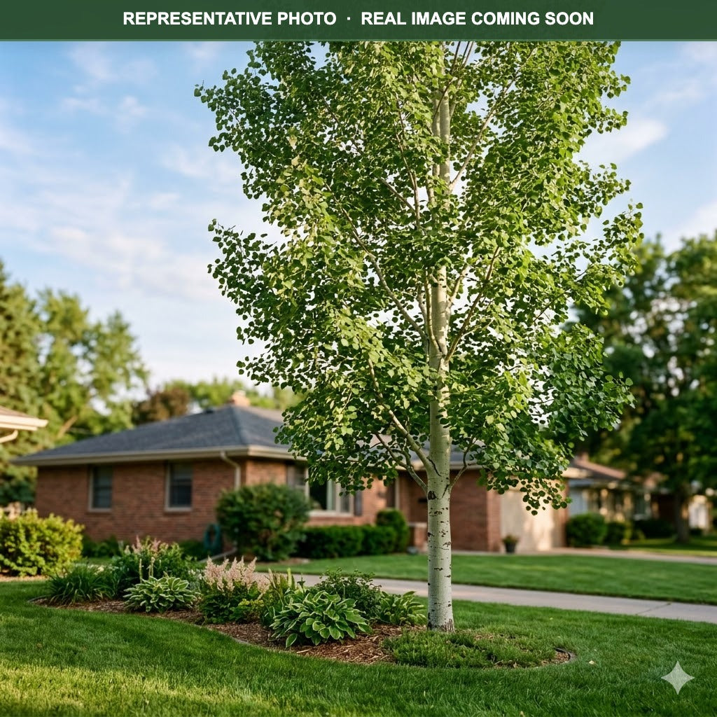 Summer Shimmer Aspen (Populus) — Plymouth, MN