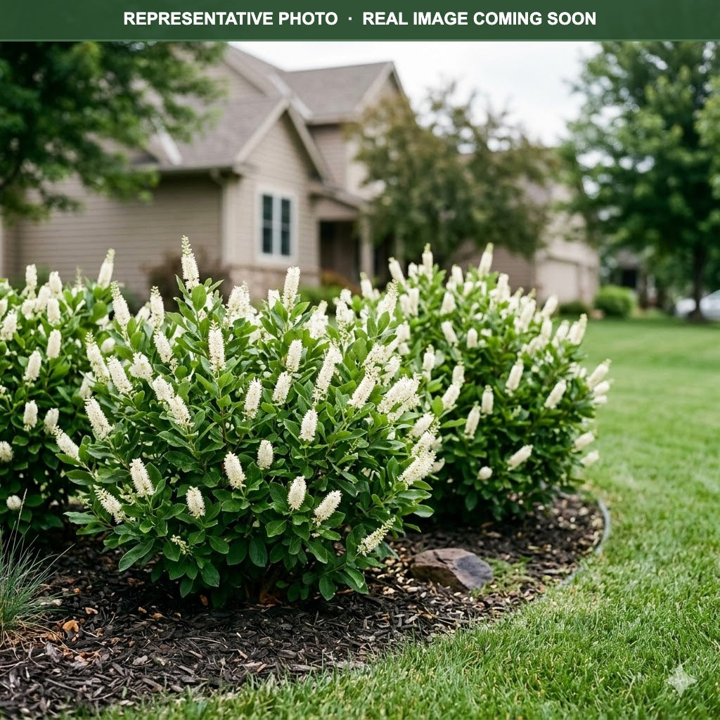 Summer Sparkler Summersweet (Clethra alnifolia) — Plymouth, MN