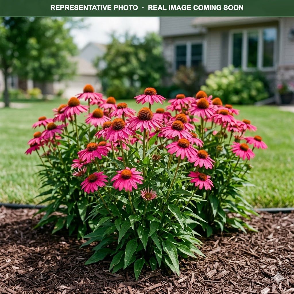 Sun Magic Hot Pink Coneflower (Echinacea) — Minnetonka, MN