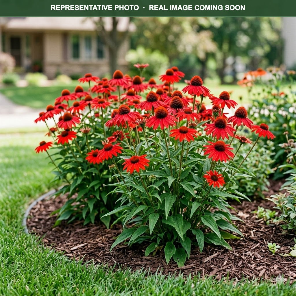 Sun Magic Hot Red Coneflower (Echinacea) — Woodbury, MN