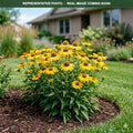 Sun Magic Yellow Coneflower (Echinacea) — Eden Prairie, MN