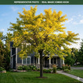 Sunburst Honeylocust (Gleditsia triacanthos) — Maple Grove, MN