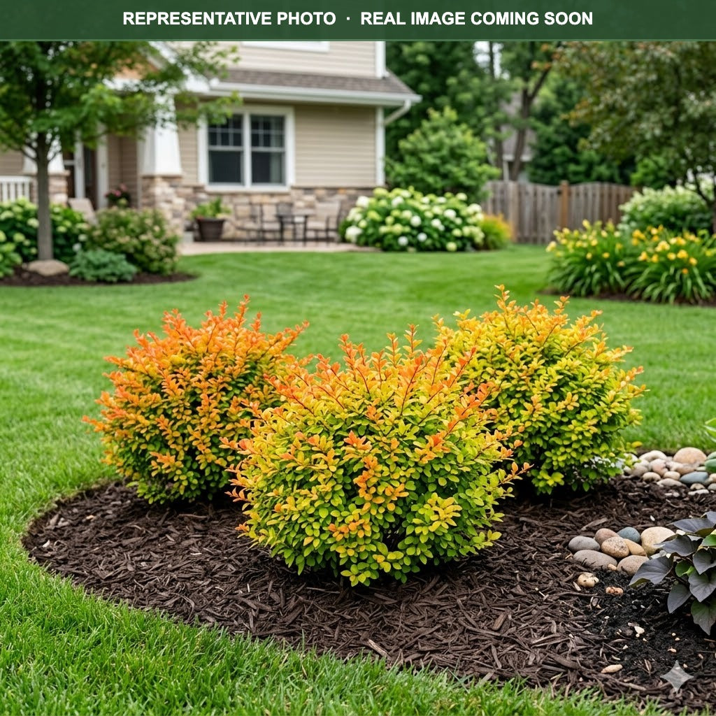 Sunjoy Citrus Barberry (Berberis thunbergii) — Bloomington, MN