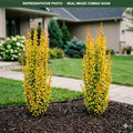 Sunjoy Gold Pillar Barberry (Berberis thunbergii) — Shoreview, MN