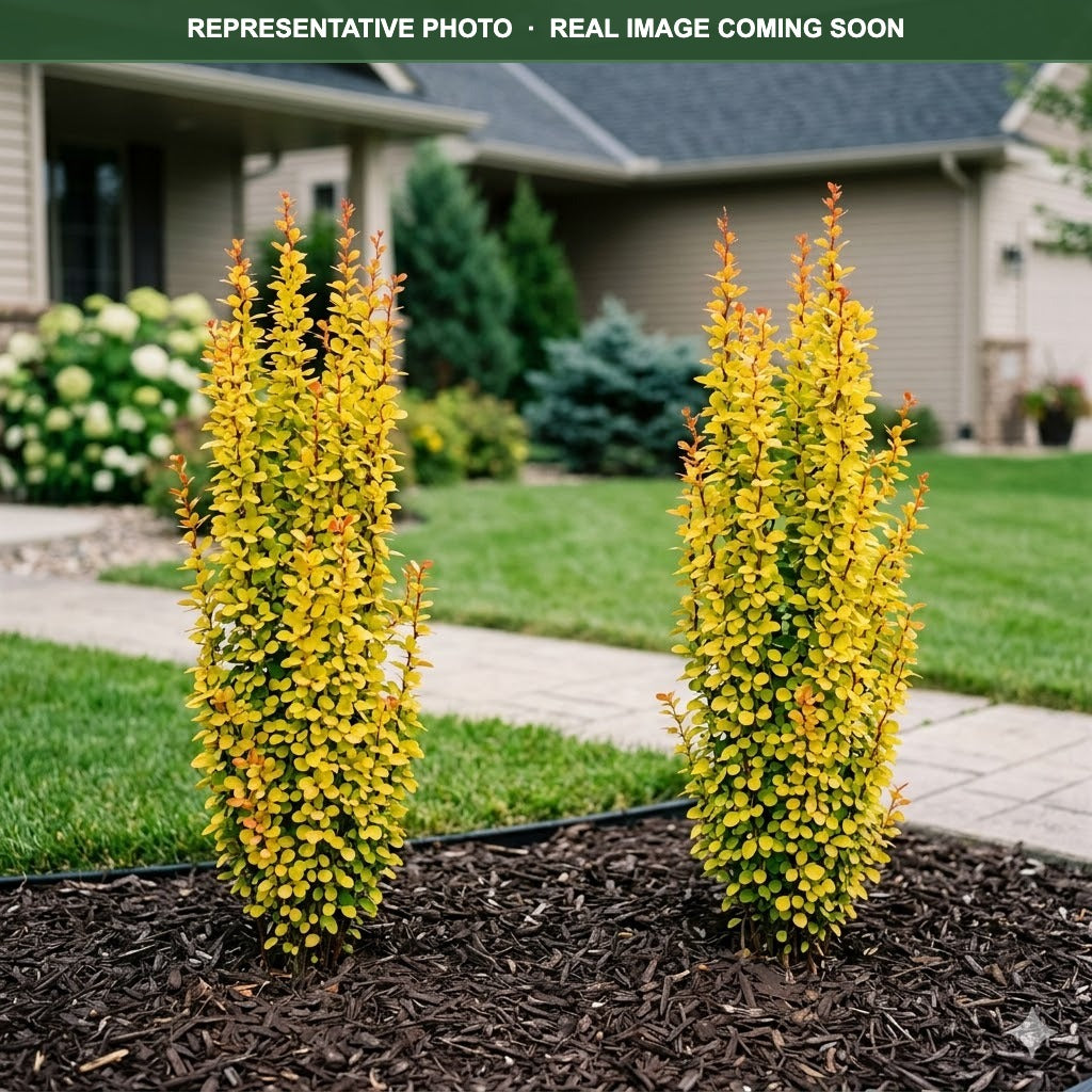 Sunjoy Gold Pillar Barberry (Berberis thunbergii) — Shoreview, MN