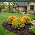 Sunjoy Tangelo Barberry (Berberis thunbergii) — Burnsville, MN