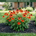 Sunseekers Mineola Coneflower (Echinacea) — Maple Grove, MN