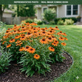 Sunseekers Pumpkin Pie Coneflower (Echinacea) — Bloomington, MN