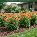 Sunseekers Salmon Coneflower (Echinacea) — Burnsville, MN
