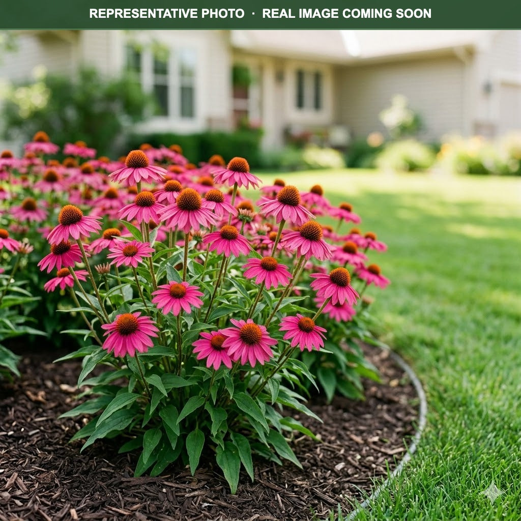 Sunseekers Sweet Fuchsia Coneflower (Echinacea) — Lakeville, MN