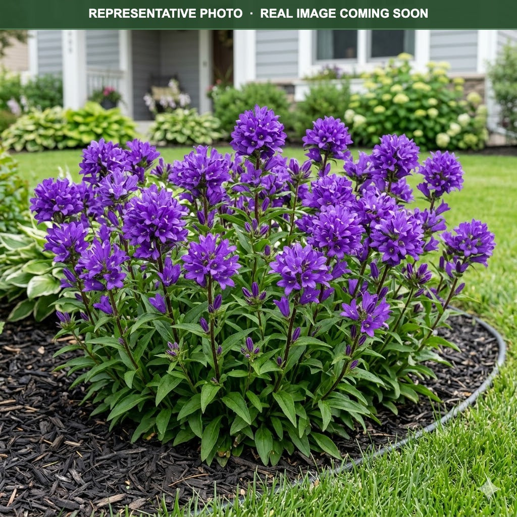 Superba Bellflower (Campanula) — Maplewood, MN