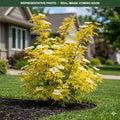 Sutherland Gold Elderberry (Sambucus racemosa) — Lakeville, MN