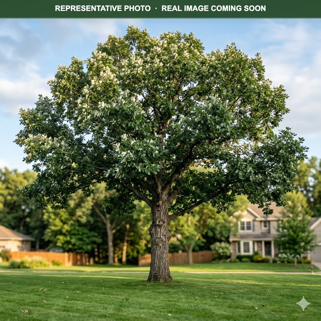 Swamp White Oak (Quercus bicolor) — Bloomington, MN