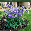 Swan Blue White Columbine (Aquilegia) — Wayzata, MN