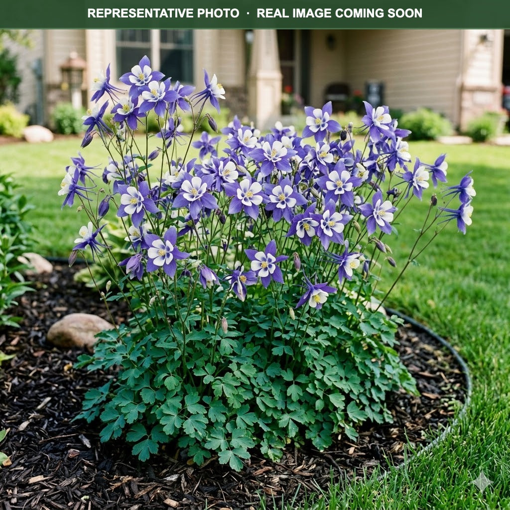 Swan Blue White Columbine (Aquilegia) — Wayzata, MN
