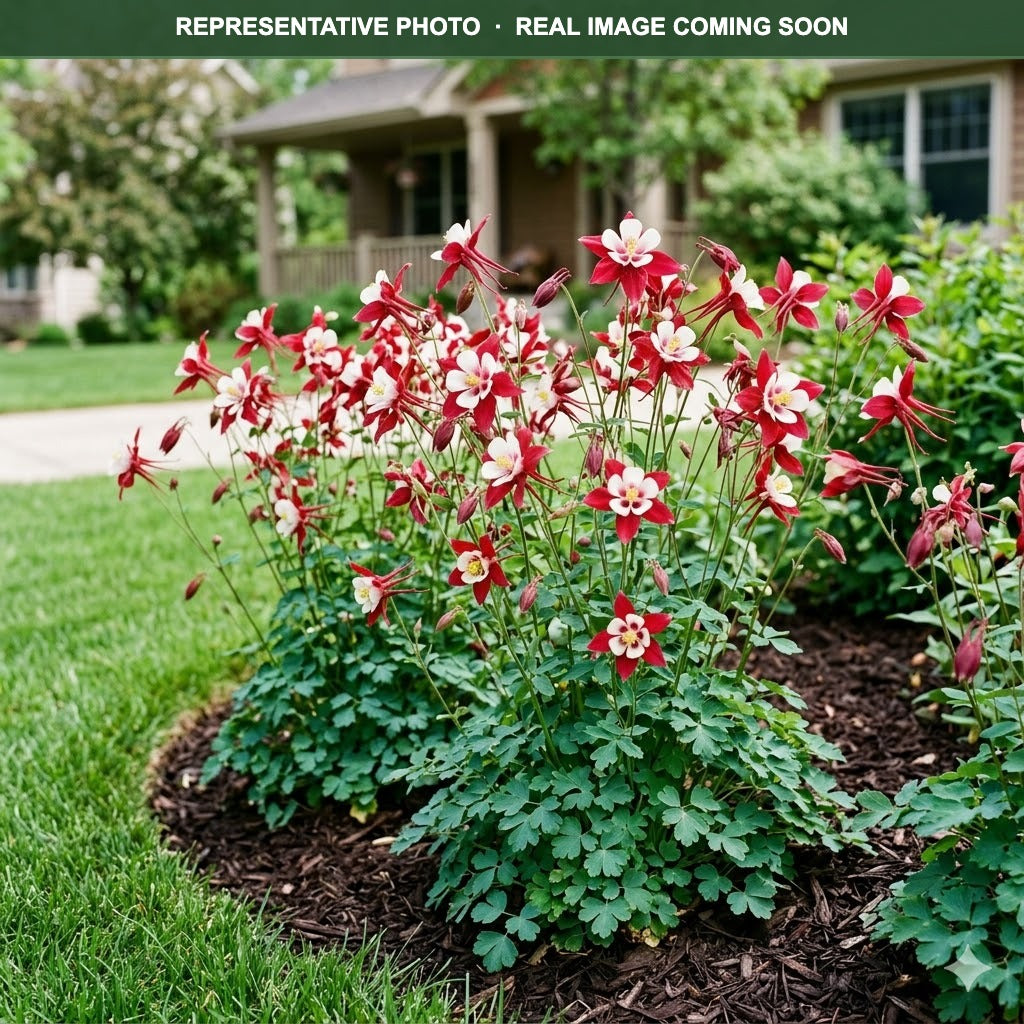 Swan Red White Columbine (Aquilegia) — Chanhassen, MN