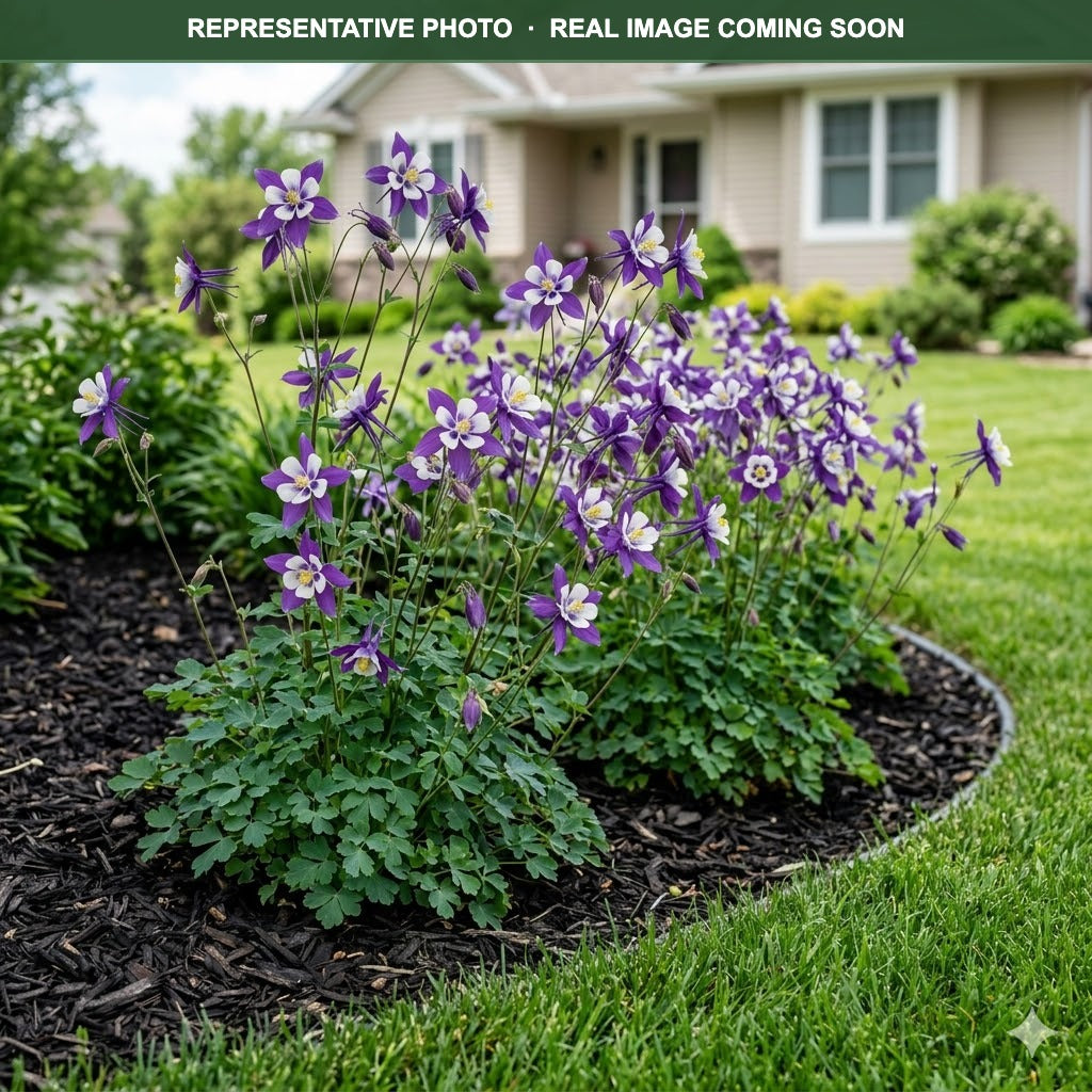 Swan Violet White Columbine (Aquilegia) — Minneapolis, MN
