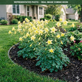 Swan Yellow Columbine (Aquilegia) — St. Paul, MN