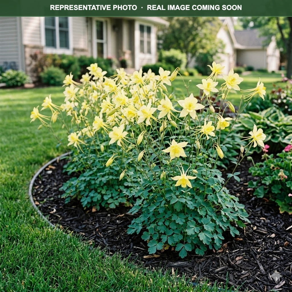 Swan Yellow Columbine (Aquilegia) — St. Paul, MN