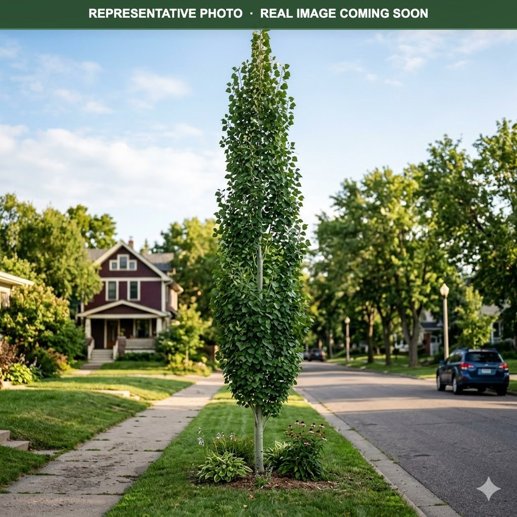 Swedish Columnar Aspen (Populus tremula) — Shoreview, MN