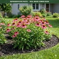 Sweet Sandia Coneflower (Echinacea) — Edina, MN