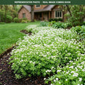 Sweet Woodruff (Galium odoratum) — Burnsville, MN