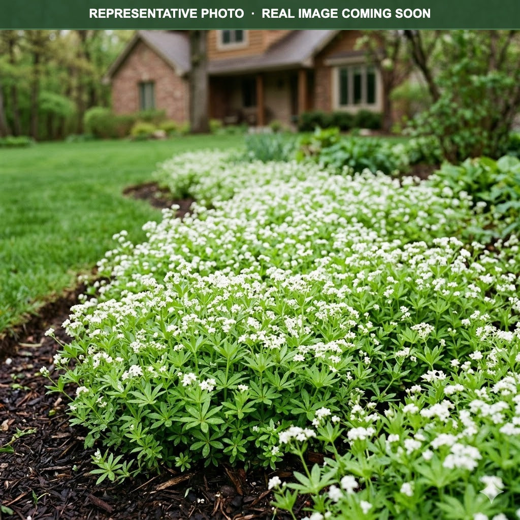 Sweet Woodruff (Galium odoratum) — Burnsville, MN