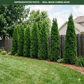 Tall Guy Arborvitae (Thuja occidentalis) — Burnsville, MN