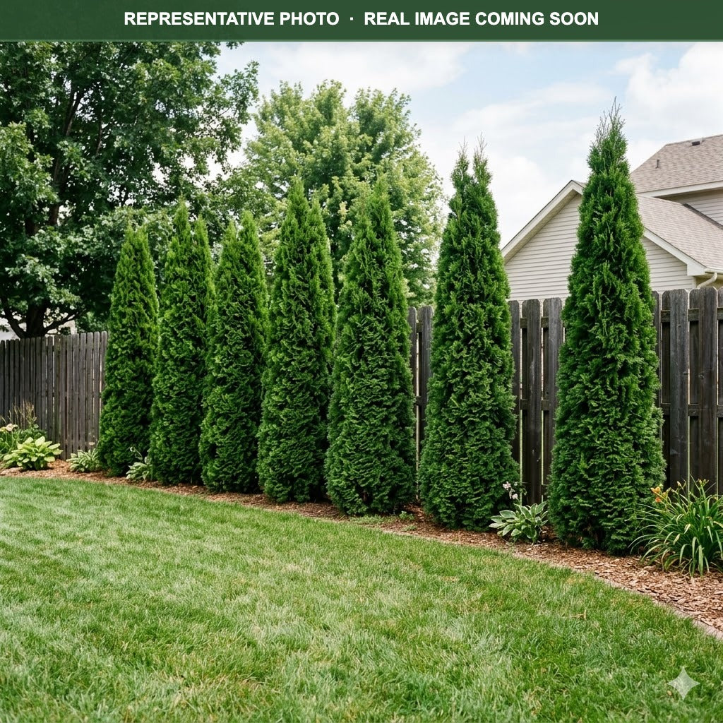 Tall Guy Arborvitae (Thuja occidentalis) — Burnsville, MN